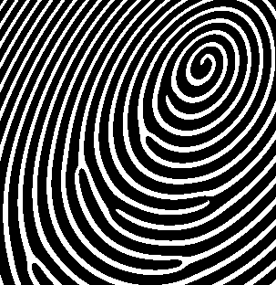 synthetic fingerprint